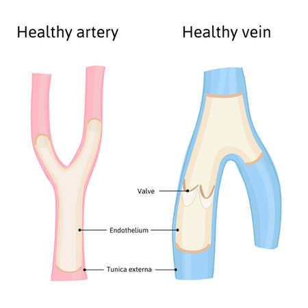 Medical structure healthy artery and vein with valva. Detailed vector illustration isolated on white backgroundのイラスト素材