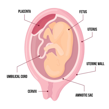 Vector infographic with fetus of womb and placenta. anatomy diagram illustration with umbilical cord and cervix. Colored vectorのイラスト素材