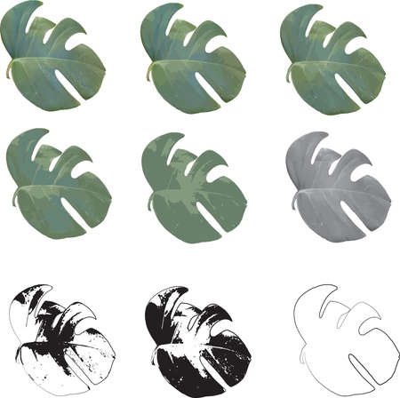Monstera deliciosa leafのイラスト素材