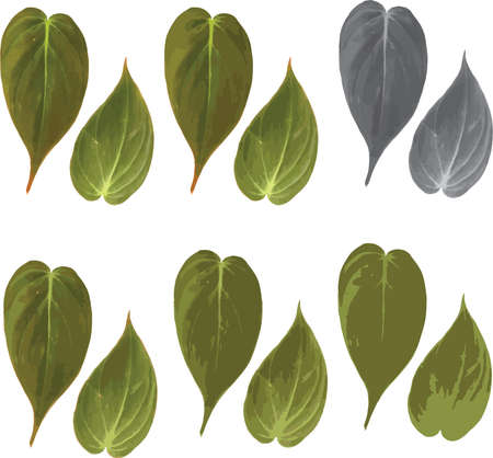 Isolated Philodendron micans leaves - House plants leaf - Plantのイラスト素材