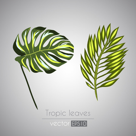 Tropical set leaf branch illustration isolated on gray backgroundのイラスト素材