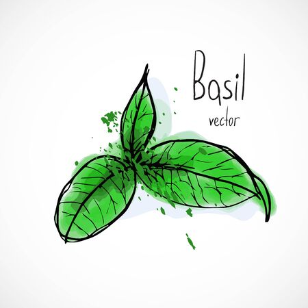 Basil watercolor ink sketch food hand drawn vector ingredient recipes for menuのイラスト素材