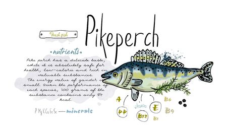 Fish ikeperch hand drawn set watercolor ink, food vitamin menu restaurant, sketch cartoon vector illustration, text collageのイラスト素材