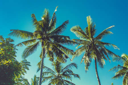 palmsloveの写真素材