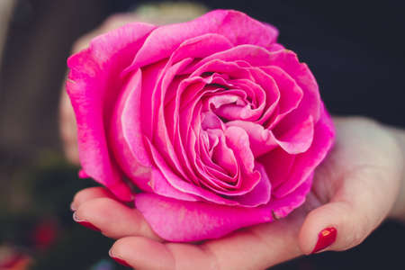 pink roseの写真素材