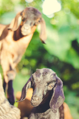 cutesの写真素材