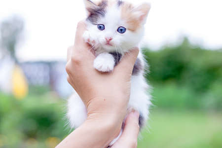 trekhchastny little kitten holding hands in the Parkの写真素材