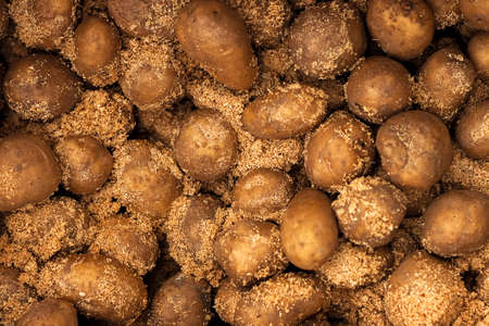 a lot of raw potatoes in wood sawdustの写真素材