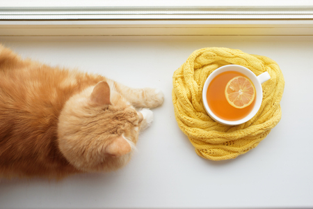 The red cat smells a hot cup of tea in a scarf on a window sillの写真素材