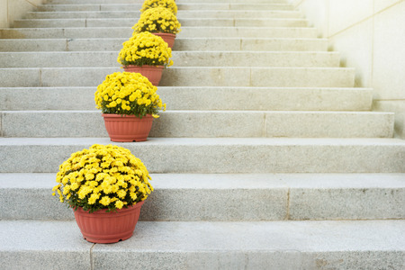 Yellow flowers in clay pots stand on a stone ladder. Decor of ladder flight. Floristics. Landscaping.の写真素材