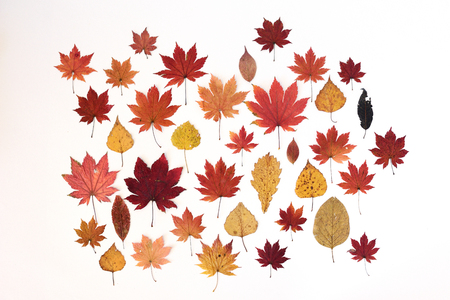 collection beautiful colorful autumn leaves isolated on white backgroundの写真素材