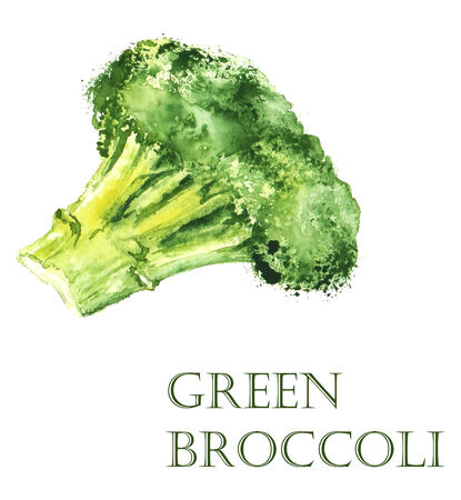 Watercolor hand drawn illustration  with green broccoli on the white backgroundのイラスト素材