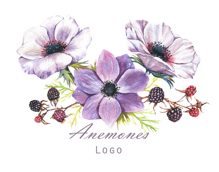 Hand-drawn watercolor illustration of the floral bouquet. Tender spring drawing of violet and white anemones flowers and blackberry in the composition. Floral logo templateの写真素材