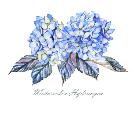 Hand-drawn illustration of the blue hydrangea flowers. Beautiful summer floral bouquet. Floral girly logo templateの写真素材