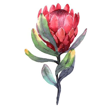 Hand-drawn watercolor illustration of red protea flower. Exotic tropical and colorful blossom of beautiful flower. Isolated on the white backgroundの写真素材