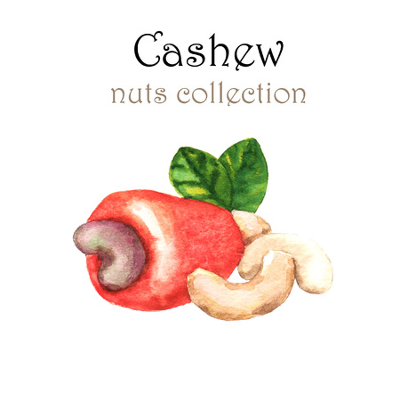Hand-drawn watercolor illustration of watercolor nuts - cashew. Isolated on the white backgroundの写真素材