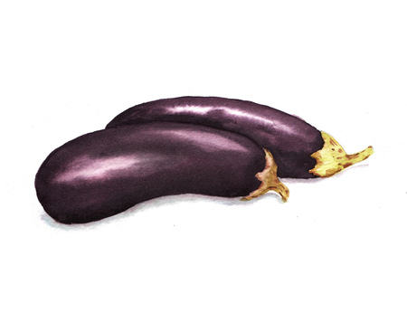 Hand-drawn watercolor food illustration. Two ripe eggplants isolated on the white backgroundの写真素材