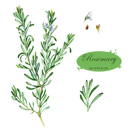 Hand-drawn watercolor illustration of the rosemary. Botanical drawing isolated on the white background. Rosmarinus officinalisの写真素材
