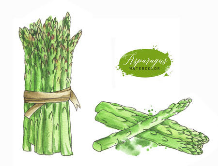 line art fresh green asparagus stems. Isolated eco food illustration on white background. Food Clip art. Hand drawn  painting healthy Vegan Food Designの写真素材