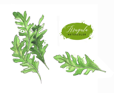 Hand drawn watercolor and line art illustration of arugula with paint splashes. Arugula leaves isolated on white backgroundの写真素材