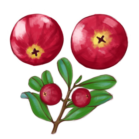 Hand drawn watercolor illustration of the food: ripe tasty cranberries, isolated on the white backgroundの写真素材