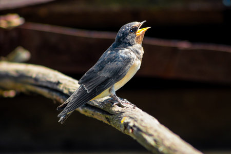 Young swallow