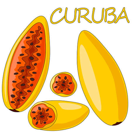 Mini set with exotic fruit curuba. Draw illustration in colorのイラスト素材