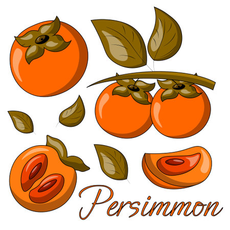 A set of painted exotic fruits - Persimmon. Draw illustration in colorのイラスト素材