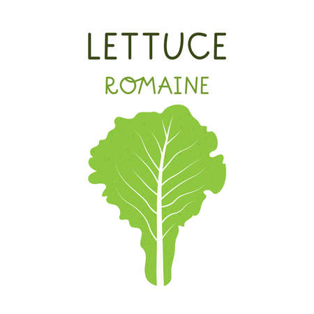 Cartoon romaine lettuce isolated vector illustration on white backgroundのイラスト素材