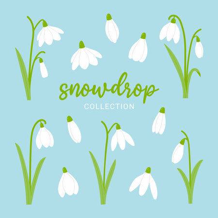Snowdrops spring flowers set. cartoon vector illustration.のイラスト素材