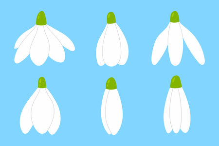 Cute white snowdrop buds. Spring flowers set. cartoon vector illustration.のイラスト素材