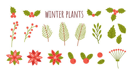 Winter berries, leaves, flowers. Christmas plants set: leaf, pine branches, spruce branch, poinsettia, mistletoe, lingonberries, cranberries. Cartoon flat vector illustrationのイラスト素材