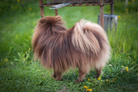 A cute and cheerful dog of the Spitz breed is sitting on the green grass across the field. Dog on the background of nature.の写真素材
