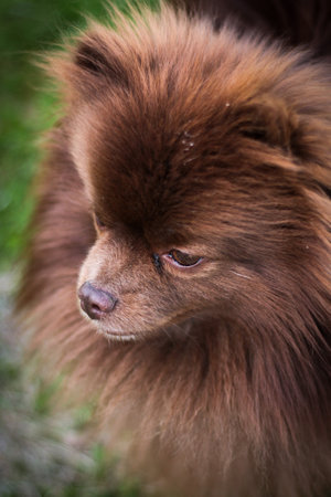A cute and cheerful dog of the Spitz breed is sitting on the green grass across the field. Dog on the background of nature.の写真素材