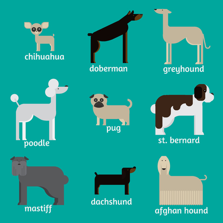 flat dog characters set, cartoon pet animal collection chihuahua, doberman andmastiff. Afgan greyhound, st bernard, pug, poodle and dachshund.のイラスト素材