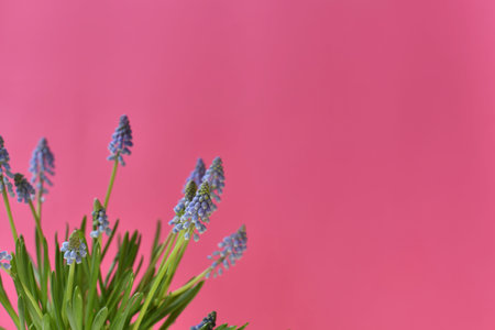 Blue muscari flowers on a pink background. Spring flowers background with place for textの写真素材