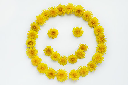 smiling face of yellow dandelions on white backgroundの写真素材
