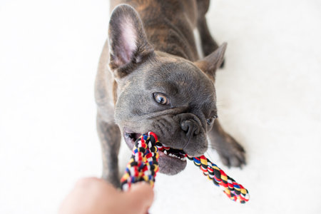French bulldog puppy playing with a rope on white background. Selective focus.の写真素材