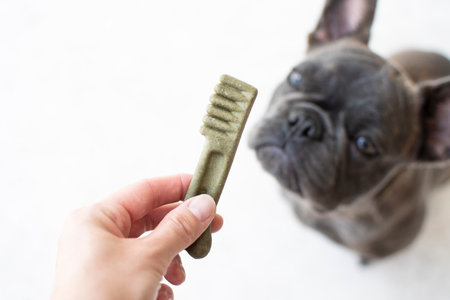 french bulldog dog eating food from human hand, close upの写真素材