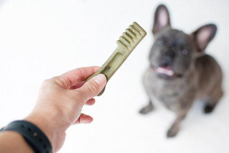 french bulldog puppy on white backgroundの写真素材