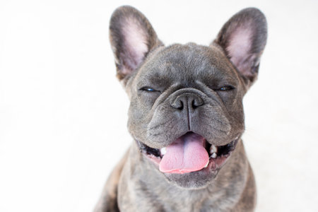 French bulldog puppy on white background. Close up of cute dog.の写真素材