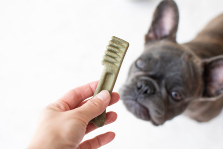 Hand offering a treat in the form of a toothbrush to a French bulldog. Dog dental care concept. Dental treats for dogs. Dog products. Pet care. Hand offering a treat to a dogの写真素材
