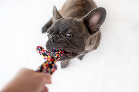 French bulldog puppy playing with toy on white background. Selective focus.の写真素材