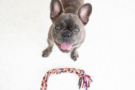 French bulldog puppy playing with toy rope on white background. Shallow depth of field.の写真素材