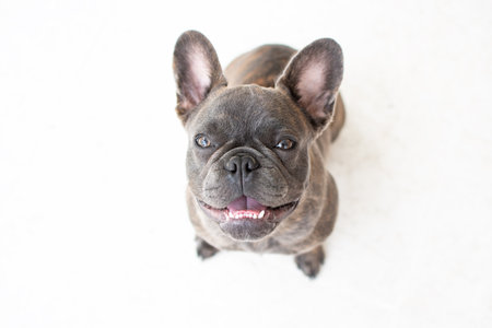 Portrait of a cute grey French bulldog isolated on a white background. The dog looking at the camera. Copy spaceの写真素材