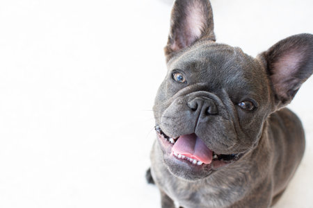 French bulldog on white background. Close up of cute dog.の写真素材