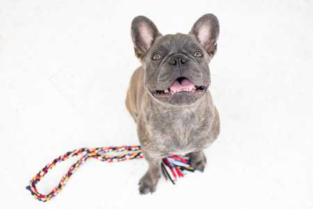 French bulldog puppy with leash on white background. Selective focus.の写真素材