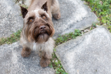 Portrait of a mixed breed dog standing on the stone steps.の写真素材