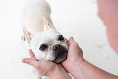 Bulldog in hand on white background, shallow depth of fieldの写真素材