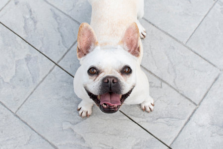 A dog standing on the ground and looking at the camera.の写真素材